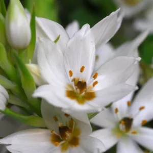 Ornithogalum, Star of Bethlehem, Orange Star Flower, Sun Star, Chinkerinchee, Geeltjienkerientjee, Snake Flower, Drooping Star of Bethlehem, ornithogalum nutans, ornithogalum arabicum, ornithogalum thyrsoides