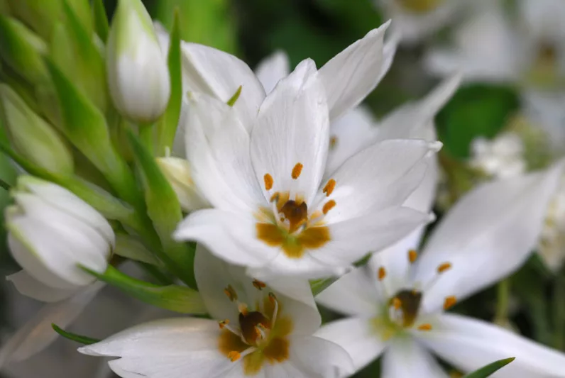 Ornithogalum, Star of Bethlehem, Orange Star Flower, Sun Star, Chinkerinchee, Geeltjienkerientjee, Snake Flower, Drooping Star of Bethlehem, ornithogalum nutans, ornithogalum arabicum, ornithogalum thyrsoides