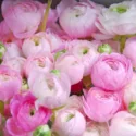 Ranunculus, Ranunculus Flowers, Ranunculus Flower, Buttercups, Persian Buttercups, Ranunculus Asiaticus, Turban Buttercups, spring flower bulb, fall flower bulb
