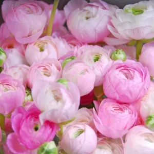 Ranunculus, Ranunculus Flowers, Ranunculus Flower, Buttercups, Persian Buttercups, Ranunculus Asiaticus, Turban Buttercups, spring flower bulb, fall flower bulb