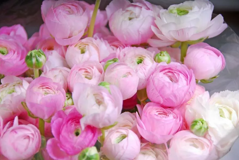 Ranunculus, Ranunculus Flowers, Ranunculus Flower, Buttercups, Persian Buttercups, Ranunculus Asiaticus, Turban Buttercups, spring flower bulb, fall flower bulb
