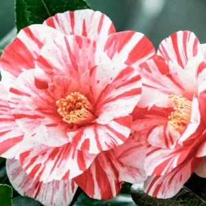 Camellia, Camellias, How to grow Camellias, Camellias bloom time, Camellia bloom season, Japanese Camellias, Camellia Japonica, Camellia Sasanqua, Fall blooming Camellia, Winter Blooming Camellias, Cold hardy Camellias, Spring Blooming Camellias,