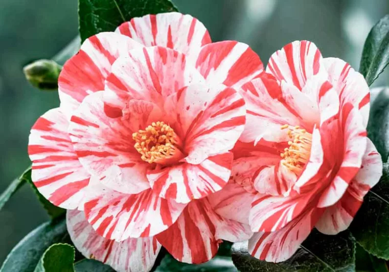 Camellia, Camellias, How to grow Camellias, Camellias bloom time, Camellia bloom season, Japanese Camellias, Camellia Japonica, Camellia Sasanqua, Fall blooming Camellia, Winter Blooming Camellias, Cold hardy Camellias, Spring Blooming Camellias,