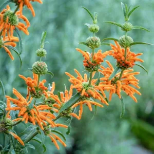 Leonotis leonurus,Lion's Tail, Lion's Ear, Wild Dagga, Phlomis leonurus, Mediterranean shrubs, Evergreen Shrubs, Red flowers, Orange flowers, drought tolerant flowers