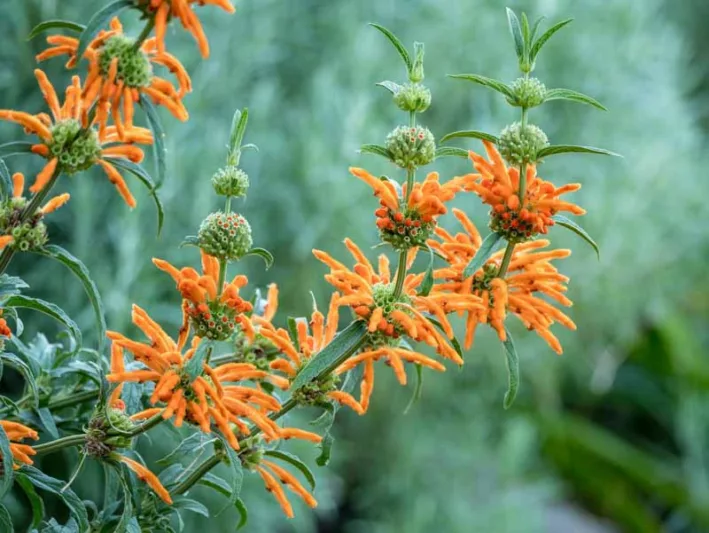 Leonotis leonurus,Lion's Tail, Lion's Ear, Wild Dagga, Phlomis leonurus, Mediterranean shrubs, Evergreen Shrubs, Red flowers, Orange flowers, drought tolerant flowers