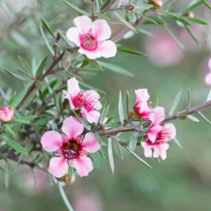 Leptospermum scoparium, Tea Tree, Broom Tea Tree, Mānuka, Manuka myrtle, New Zealand Tea Tree, Mediterranean plants, Mediterranean shrubs, Evergreen shrub