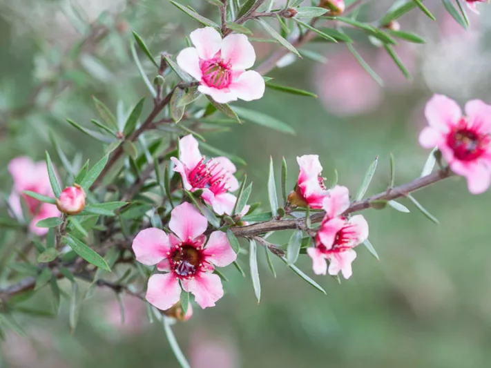 Leptospermum scoparium, Tea Tree, Broom Tea Tree, Mānuka, Manuka myrtle, New Zealand Tea Tree, Mediterranean plants, Mediterranean shrubs, Evergreen shrub