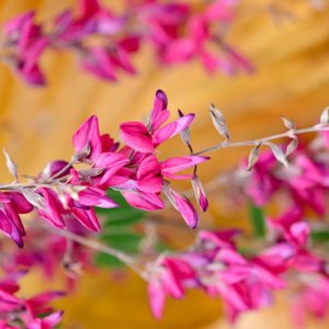 Lespedeza thunbergii,Bush Clover, Thunberg Lespedeza, Thunberg Bush Clover , deciduous shrub, pink flowers, purple flowers, flowering shrub