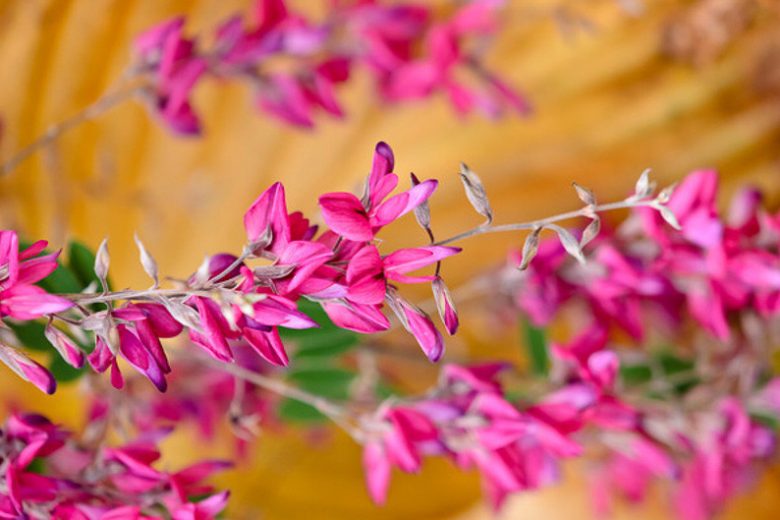 Lespedeza thunbergii,Bush Clover, Thunberg Lespedeza, Thunberg Bush Clover , deciduous shrub, pink flowers, purple flowers, flowering shrub