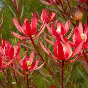 Leucadendron 'Safari Sunset', 'Safari Sunset' Conebush,Red Leucadendron, Red flowers, Mediterranean shrubs, Evergreen Shrubs, Drought tolerant plants