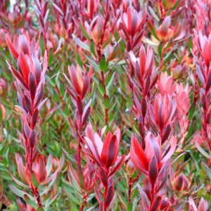 Leucadendron 'Safari Sunshine', 'Safari Sunshine' Conebush, Leucadendron 'Jester', 'Jester' Conebush, Red Leucadendron, Red flowers, Mediterranean shrubs, Evergreen Shrubs