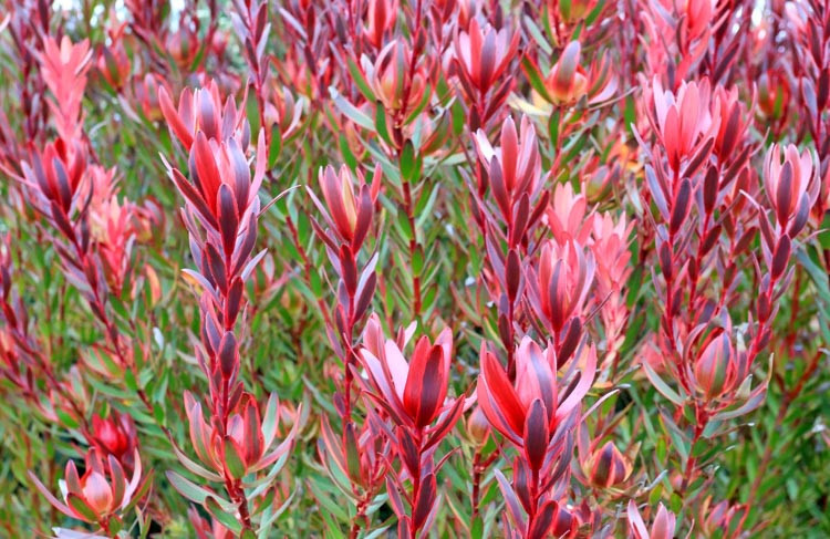 Leucadendron 'Safari Sunshine', 'Safari Sunshine' Conebush, Leucadendron 'Jester', 'Jester' Conebush, Red Leucadendron, Red flowers, Mediterranean shrubs, Evergreen Shrubs