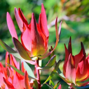 Leucadendron salignum 'Summer Red, 'Summer Red' Conebush, Red Conebush, Mediterranean shrubs, Evergreen Shrubs