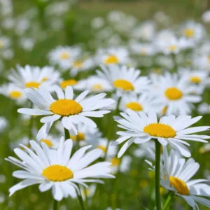 Leucanthemum Vulgare 'Filigran',Ox-Eye Daisy 'Filigran', Field Daisy 'Filigran', Marguerite 'Filigran', Moon Daisy 'Filigran', White Flowers