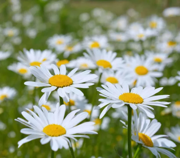 Leucanthemum Vulgare 'Filigran',Ox-Eye Daisy 'Filigran', Field Daisy 'Filigran', Marguerite 'Filigran', Moon Daisy 'Filigran', White Flowers