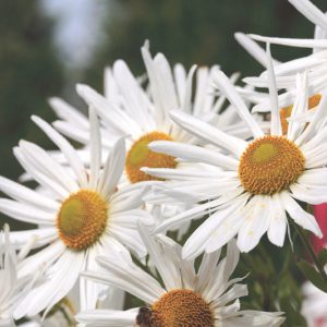 Leucanthemella serotina, Autumn Ox-Eye Daisy, Giant Daisy, High Daisy, Chrysanthemum serotinum, Chrysanthemum uliginosum, Leucanthemum maximum uliginosum, White Flowers, Fall Flowers