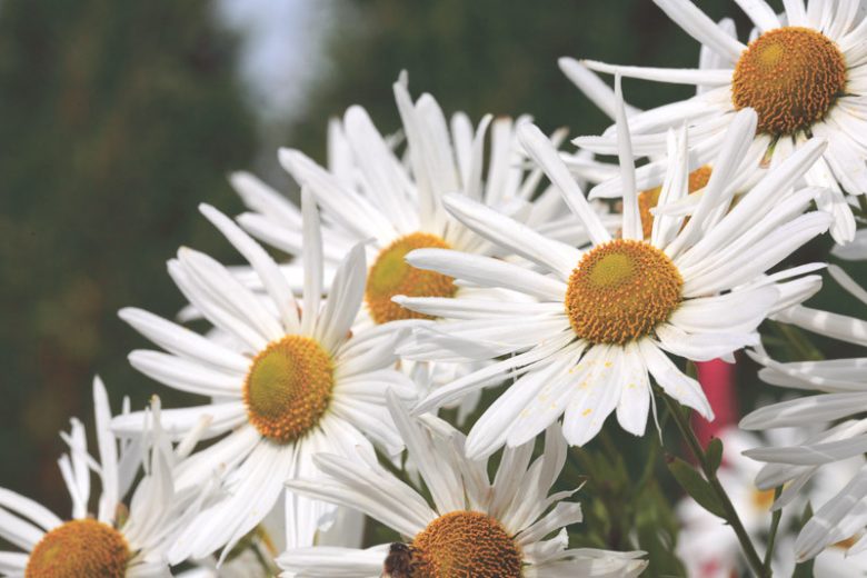 Leucanthemella serotina, Autumn Ox-Eye Daisy, Giant Daisy, High Daisy, Chrysanthemum serotinum, Chrysanthemum uliginosum, Leucanthemum maximum uliginosum, White Flowers, Fall Flowers