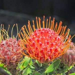 Leucospermum 'Scarlet Ribbon', Pincushion 'Scarlet Ribbon', Pincushion Protea 'Scarlet Ribbon', Red Pincushion, Red flowers, Mediterranean shrubs, Evergreen Shrubs, Drought tolerant shrubs
