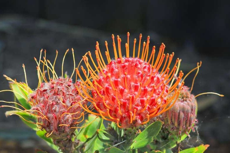 Leucospermum 'Scarlet Ribbon', Pincushion 'Scarlet Ribbon', Pincushion Protea 'Scarlet Ribbon', Red Pincushion, Red flowers, Mediterranean shrubs, Evergreen Shrubs, Drought tolerant shrubs