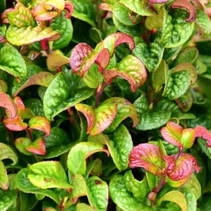 Leucothoe axillaris 'Curly Red', Coastal Dog Hobble 'Curly Red', Swamp Dog-Laurel 'Curly Red', Leucothoe 'Curly Red', Evergreen Shrub