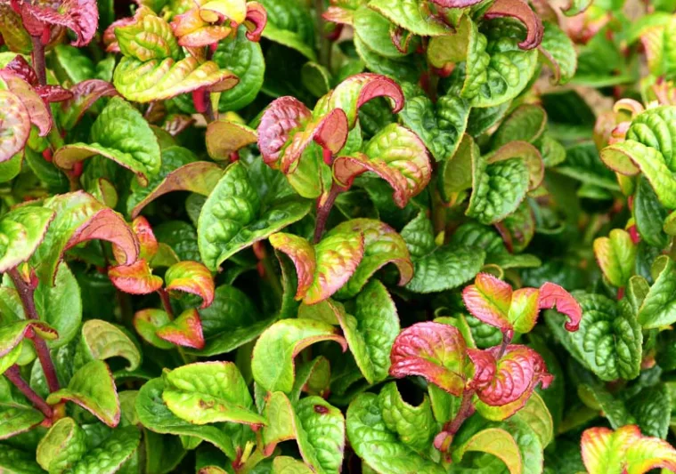 Leucothoe axillaris 'Curly Red', Coastal Dog Hobble 'Curly Red', Swamp Dog-Laurel 'Curly Red', Leucothoe 'Curly Red', Evergreen Shrub