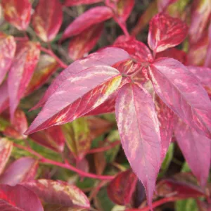 Leucothoe fontanesiana 'Rainbow', Dog Hobble 'Rainbow', Highland Doghobble 'Rainbow', Drooping Leucothoe 'Rainbow', Evergreen Shrub