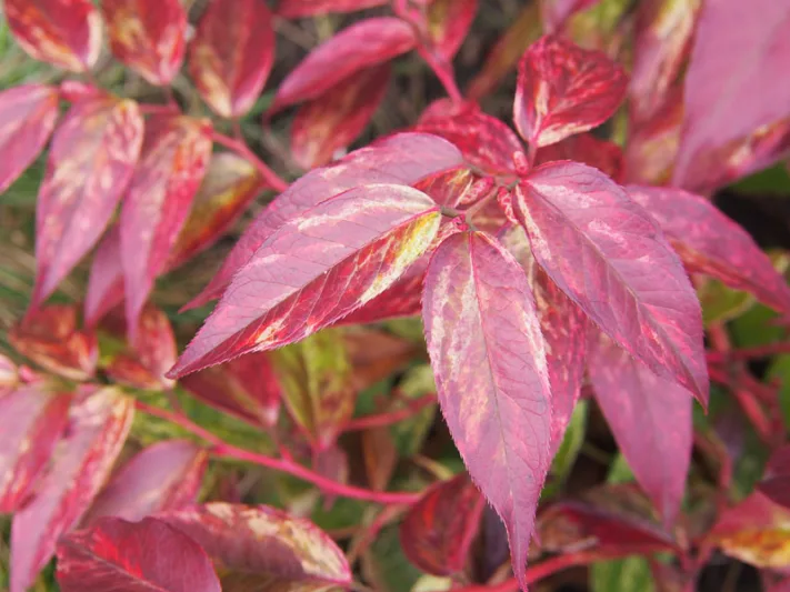 Leucothoe fontanesiana 'Rainbow', Dog Hobble 'Rainbow', Highland Doghobble 'Rainbow', Drooping Leucothoe 'Rainbow', Evergreen Shrub