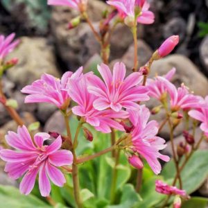 Lewisia cotyledon 'Elise Mixed', Siskiyou Lewisia 'Elise Mixed', Cliff Maids 'Elise Mixed', hardy succulent, evergreen perennial, Alpine wildflower