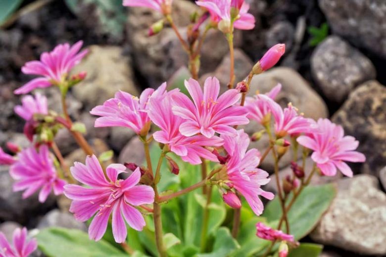 Lewisia cotyledon 'Elise Mixed', Siskiyou Lewisia 'Elise Mixed', Cliff Maids 'Elise Mixed', hardy succulent, evergreen perennial, Alpine wildflower