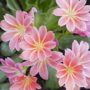 Lewisia cotyledon, Siskiyou Lewisia, Cliff Maids, hardy succulent, evergreen perennial, Alpine wildflower