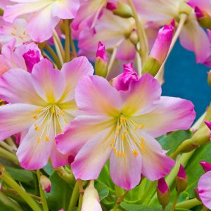 Lewisia tweedyi 'Rosea', Tweedy Lewisia 'Rosea', Siskiyou Lewisia, Cliff Maids, hardy succulent, evergreen perennial, Alpine wildflower
