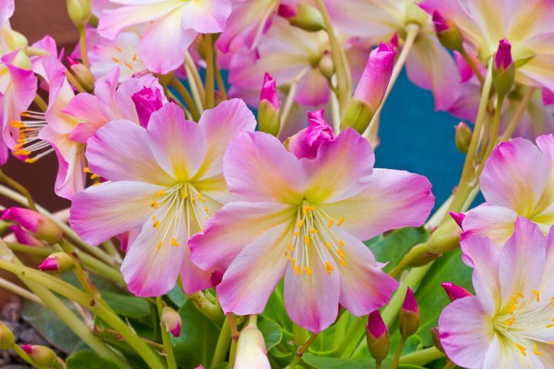 Lewisia tweedyi 'Rosea', Tweedy Lewisia 'Rosea', Siskiyou Lewisia, Cliff Maids, hardy succulent, evergreen perennial, Alpine wildflower