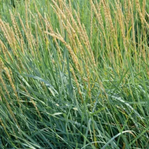 Leymus arenarius, Blue Lyme Grass, Sand Rye Grass, Elymus glaucus, Drought tolerant plant, Ornamental grass , Low maintenance ornamental grass, Blue Grass