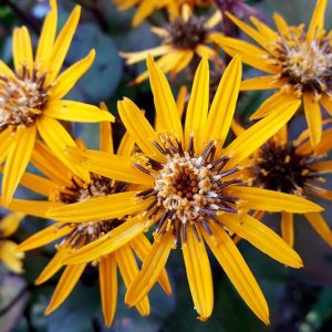 Ligularia 'Britt Marie Crawford', Leopard Plant 'Britt Marie Crawford', Perennials, Yellow Flowers