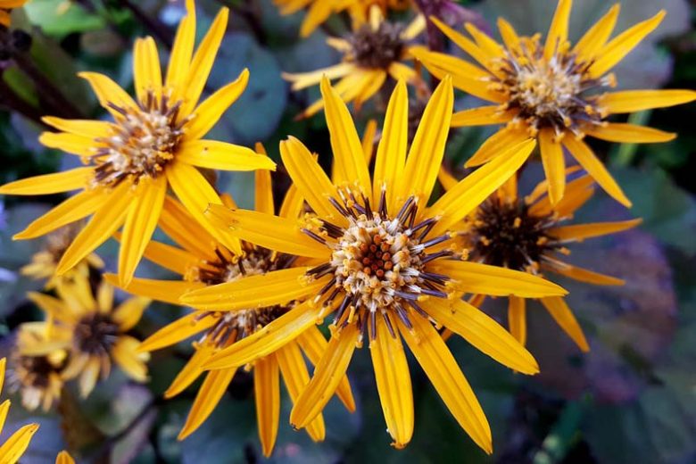 Ligularia 'Britt Marie Crawford', Leopard Plant 'Britt Marie Crawford', Perennials, Yellow Flowers
