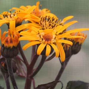 Ligularia 'King Kong', Leopard Plant 'King Kong', BigLeaf Ligularia 'King Kong', Perennials, Yellow Flowers