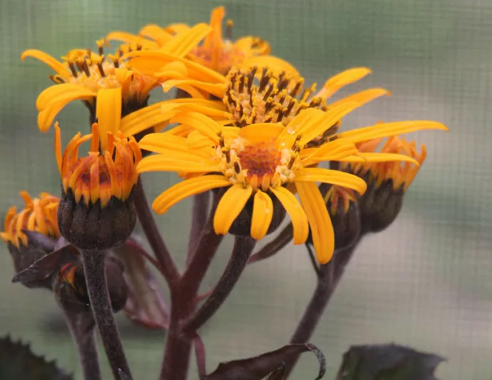 Ligularia 'King Kong', Leopard Plant 'King Kong', BigLeaf Ligularia 'King Kong', Perennials, Yellow Flowers