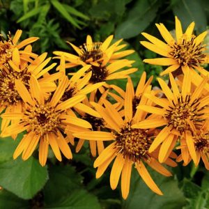 Ligularia dentata 'Desdemona', Leopard Plant 'Desdemona', Perennials, Yellow Flowers