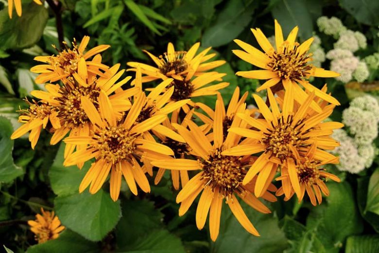 Ligularia dentata 'Desdemona', Leopard Plant 'Desdemona', Perennials, Yellow Flowers