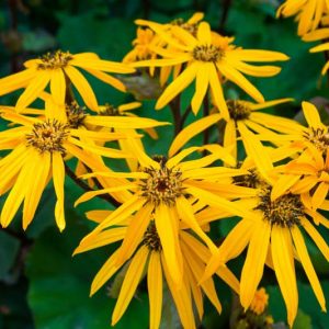 Ligularia dentata 'Othello', Leopard Plant 'Othello'', Perennials, Yellow Flowers