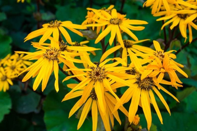 Ligularia dentata 'Othello', Leopard Plant 'Othello'', Perennials, Yellow Flowers