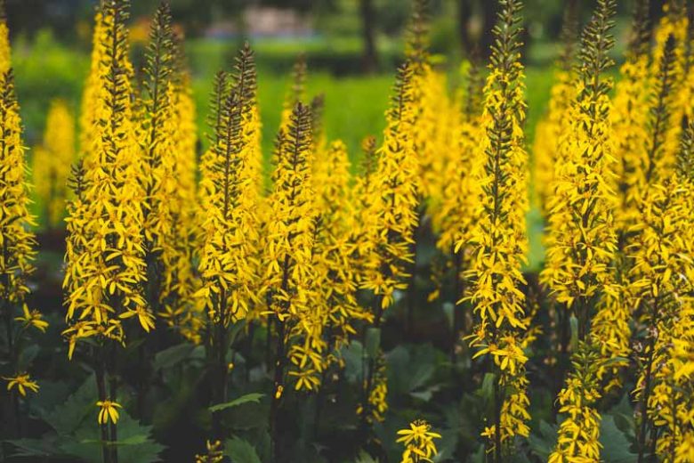 Ligularia przewalskii, Leopard Plant, Przewalski's Golden Ray, Senecio przewalskii, Perennials, Yellow Flowers