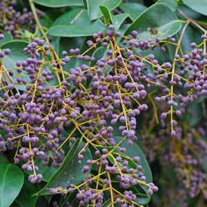 Ligustrum japonicum, Japanese, Berries, Shrubs with berries
