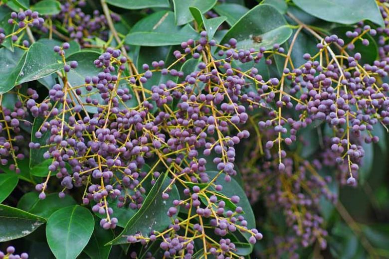 Ligustrum japonicum, Japanese, Berries, Shrubs with berries