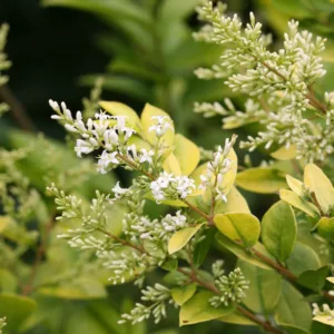 Ligustrum x vicaryi 'Golden Ticket', Vicary Privet 'Golden Ticket', Berries, Shrubs with berries