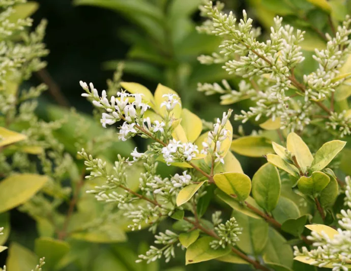 Ligustrum x vicaryi 'Golden Ticket', Vicary Privet 'Golden Ticket', Berries, Shrubs with berries
