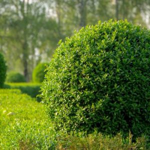 Ligustrum vulgare, Common Privet, Wild Privet, Prim, Prim-Cut, Berries, Shrubs with berries