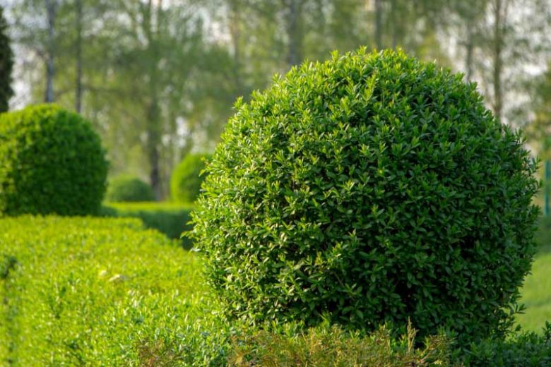Ligustrum vulgare, Common Privet, Wild Privet, Prim, Prim-Cut, Berries, Shrubs with berries