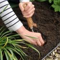 Planting Lilies, Species Lilies, Asiatic Lilies, Oriental Lilies, Trumpet Lilies, Easter Lilies, Companion Planting