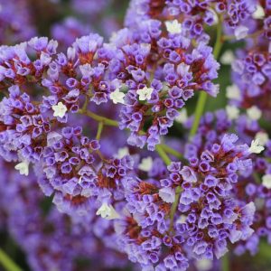 Limonium perezii, Sea Lavender, Statice, Perez's Sea Lavender, Seafoam Statice, Marsh Rosemary, Purple Flowers, Drought tolerant flowers,